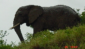 Elefant02